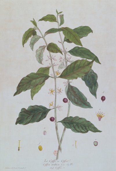Coffea Arabica (Coffee) botanical plate from 